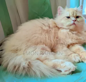 3-6 Months Male Purebred Persian