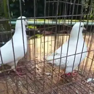 King Pigeon for sale