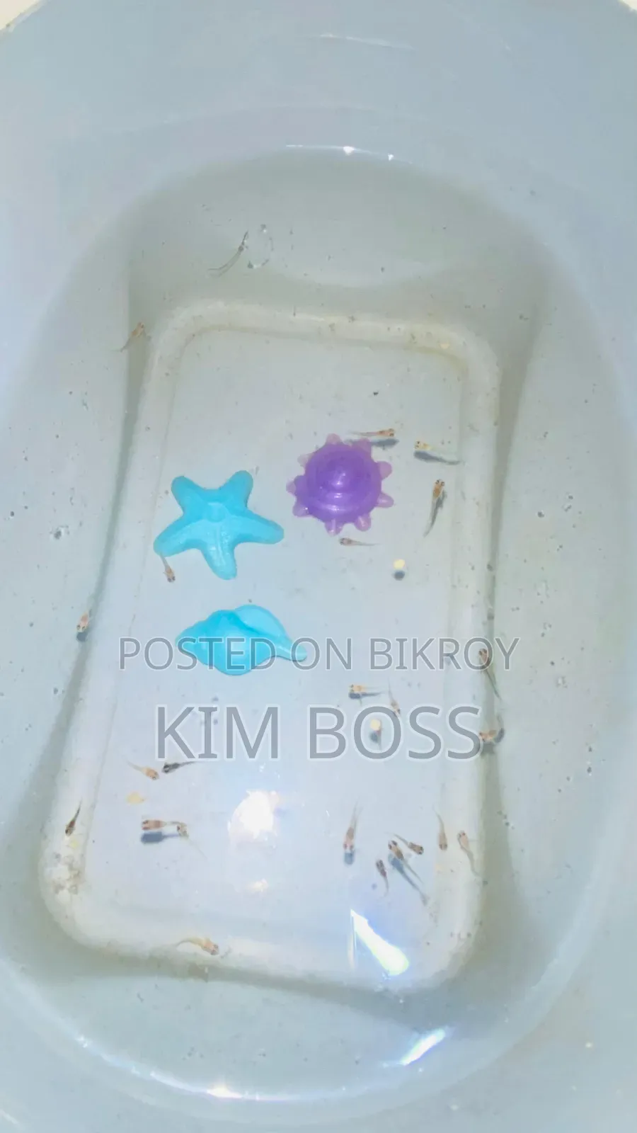 Selling Fish Babies