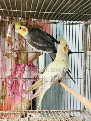 কোকাটেল ফুল এডাল্ট পেয়ার