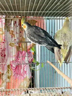কোকাটেল ফুল এডাল্ট পেয়ার