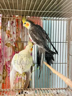 কোকাটেল ফুল এডাল্ট পেয়ার