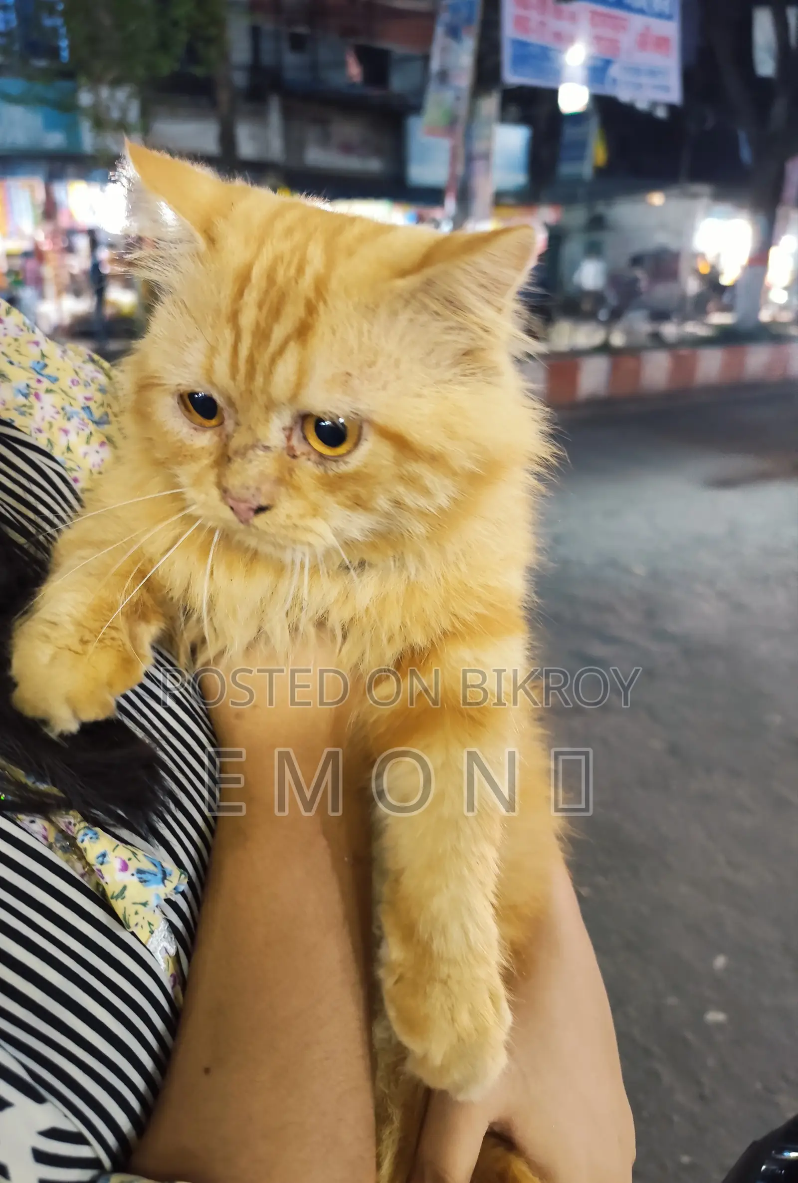 6-12 Months Male Purebred Persian