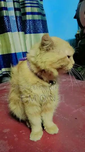 6-12 Months Male Purebred Persian