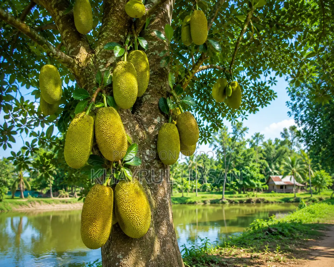 You will love it at first sight! 5 Jackfruit trees in the village