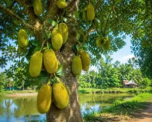 You will love it at first sight! 5 Jackfruit trees in the village