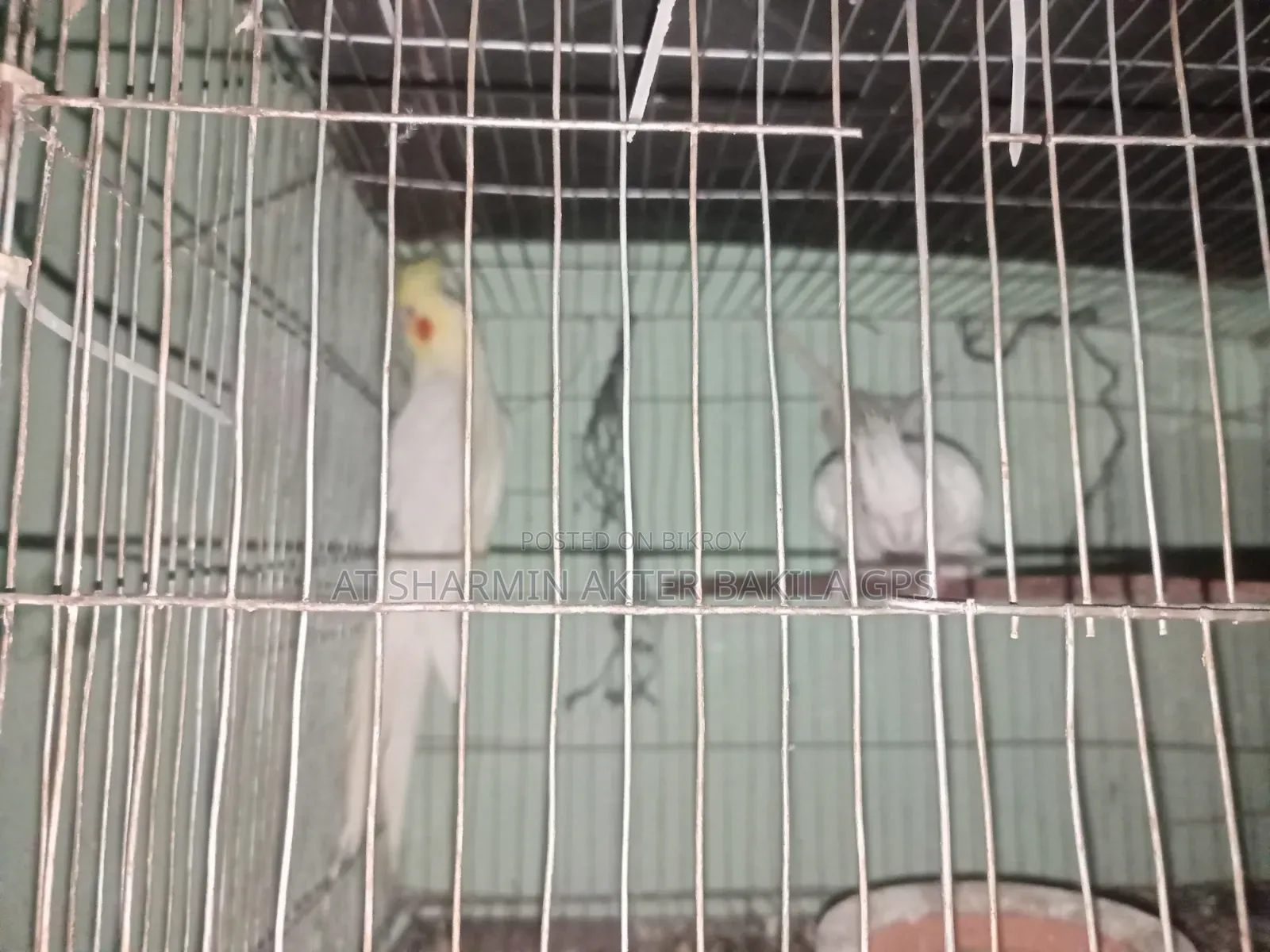 Running Cocatail