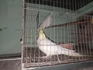 Running Cocatail