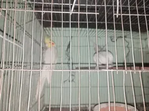 Running Cocatail