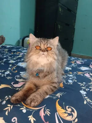 6-12 Months Male Purebred Persian