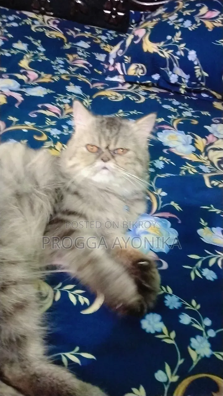 6-12 Months Male Purebred Persian