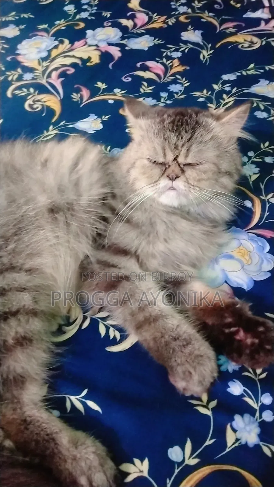 6-12 Months Male Purebred Persian