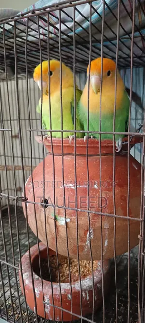 এক জোড়া লাভ বার্ড বিক্রি হবে