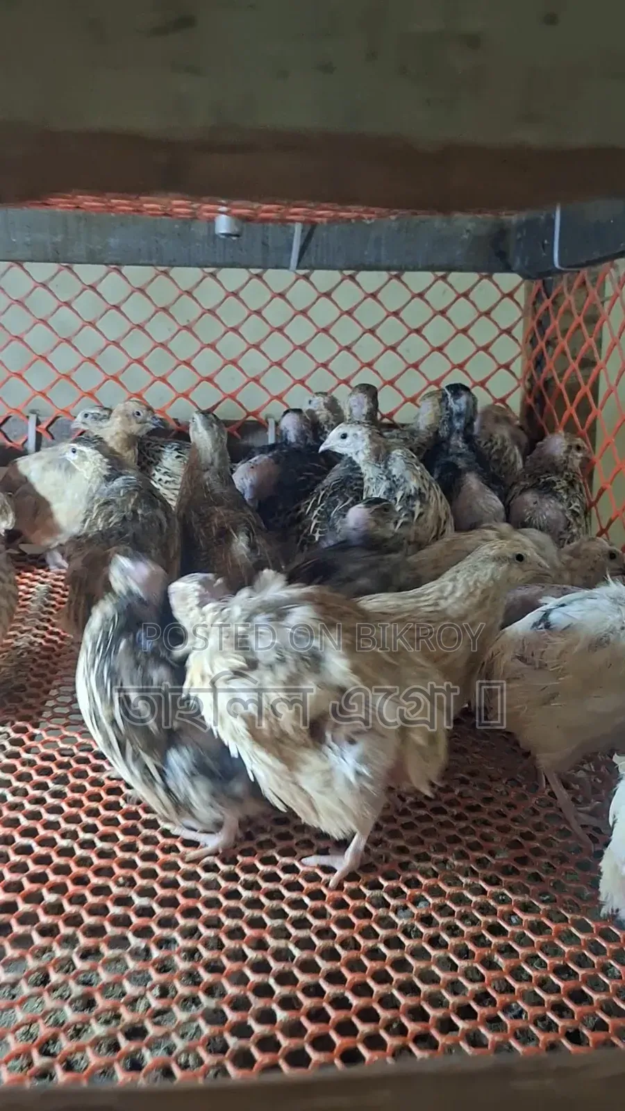 Jumbo breed running quail birds available