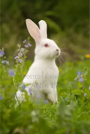 A male rabbit