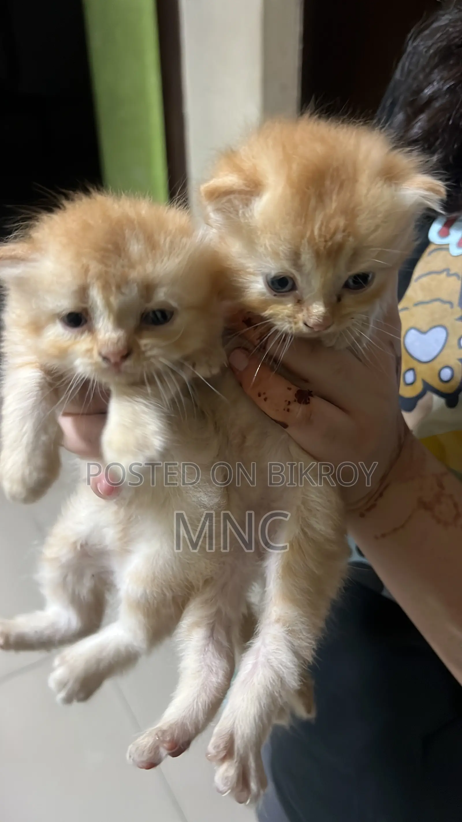 1-3 Months Male Purebred Persian