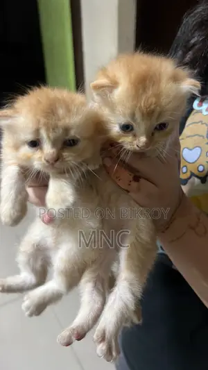 1-3 Months Male Purebred Persian