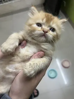1-3 Months Male Purebred Persian