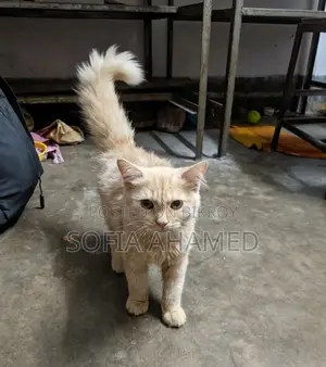 3-6 Months Male Purebred Persian