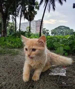 3-6 Months Male Purebred Persian