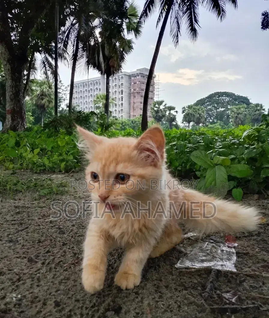 3-6 Months Male Purebred Persian