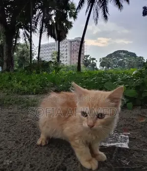 3-6 Months Male Purebred Persian
