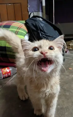 3-6 Months Male Purebred Persian