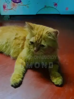 6-12 Months Male Purebred Persian