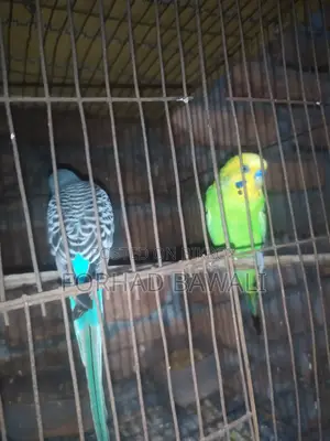 Budgerigar bird pair for sale