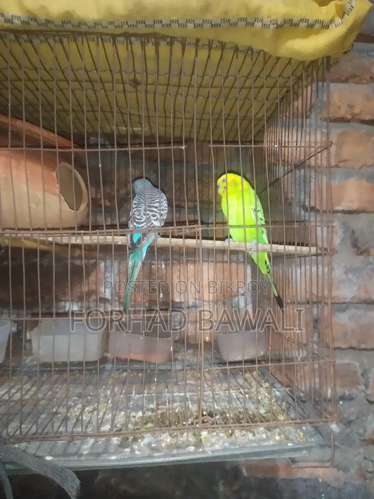 Budgerigar bird pair for sale