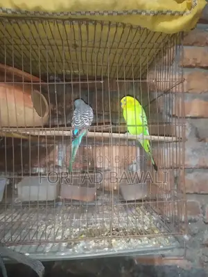 Budgerigar bird pair for sale