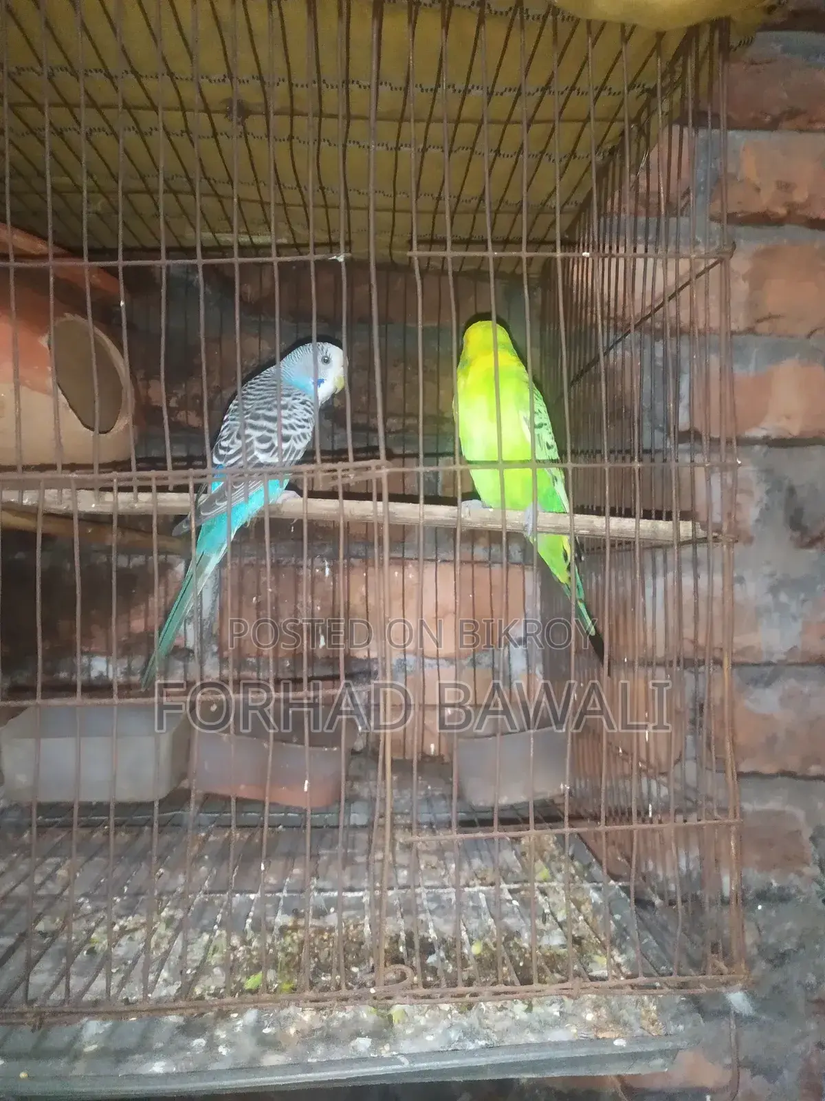 Budgerigar bird pair for sale