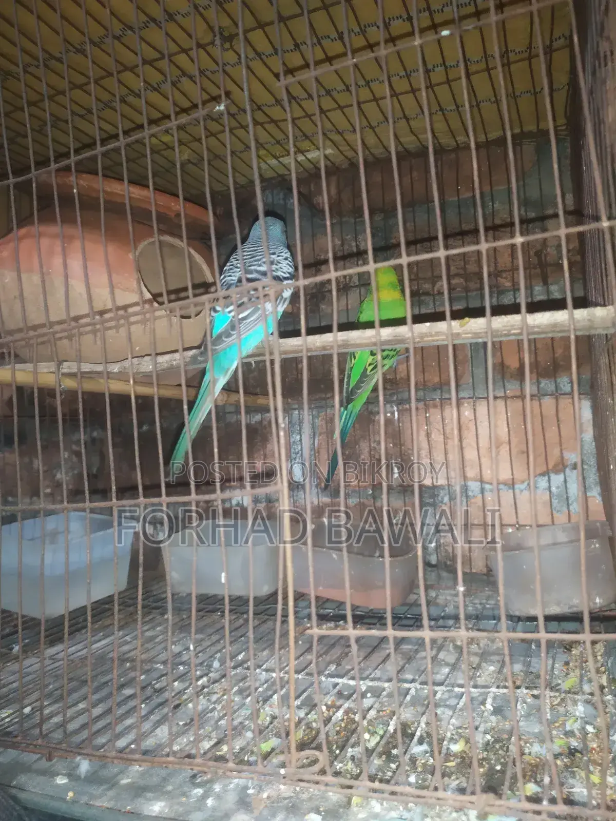 Budgerigar bird pair for sale