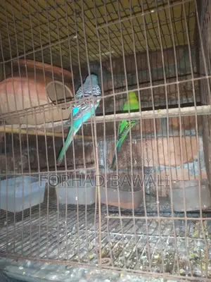Budgerigar bird pair for sale
