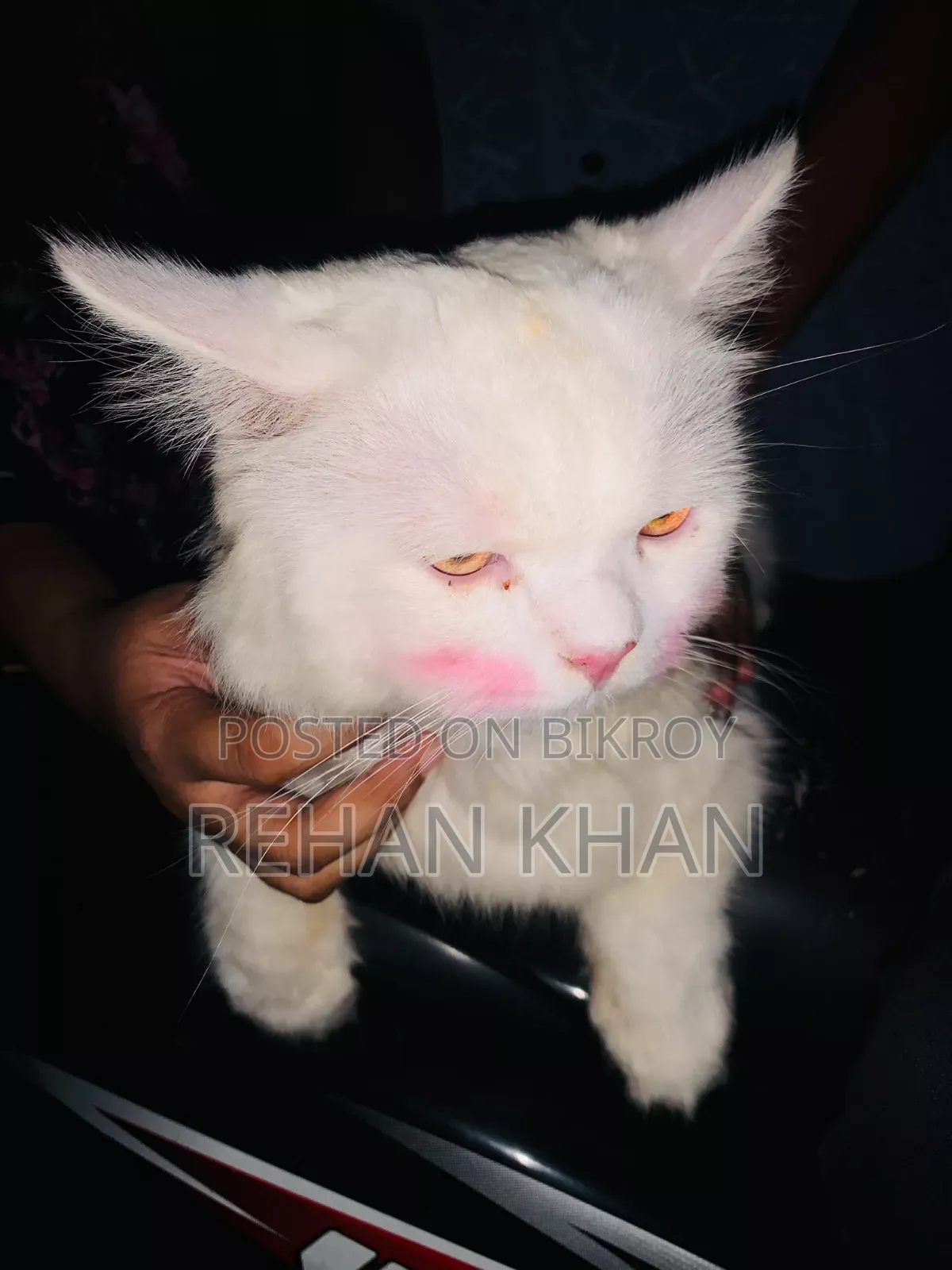 3-6 Months Male Purebred Persian