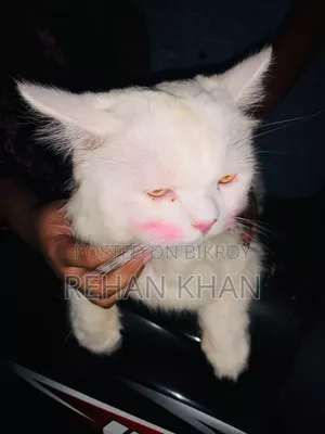 3-6 Months Male Purebred Persian