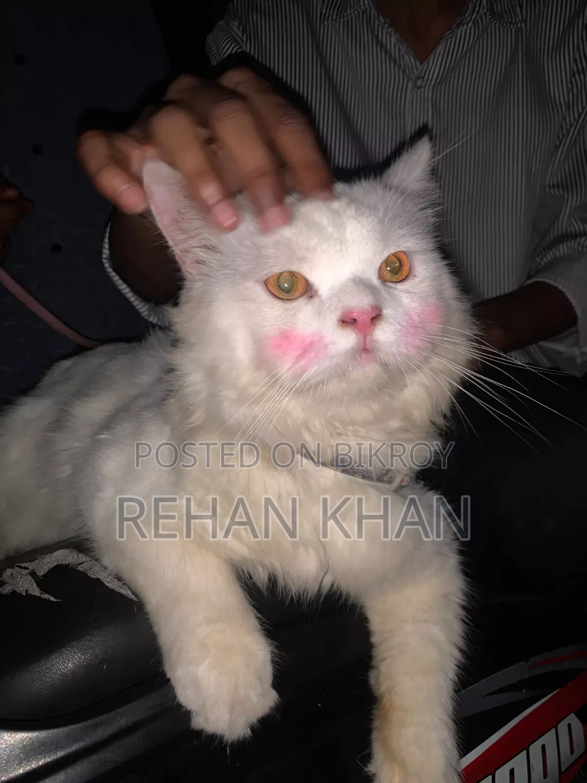 3-6 Months Male Purebred Persian