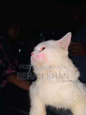 3-6 Months Male Purebred Persian