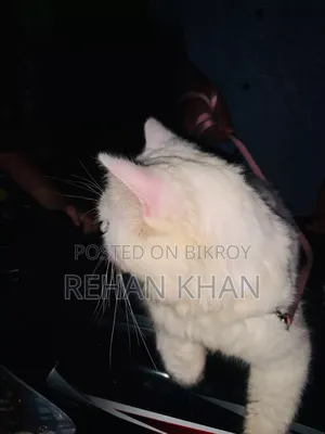 3-6 Months Male Purebred Persian