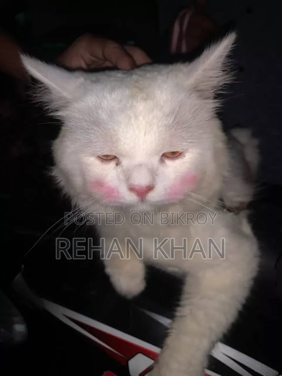 3-6 Months Male Purebred Persian