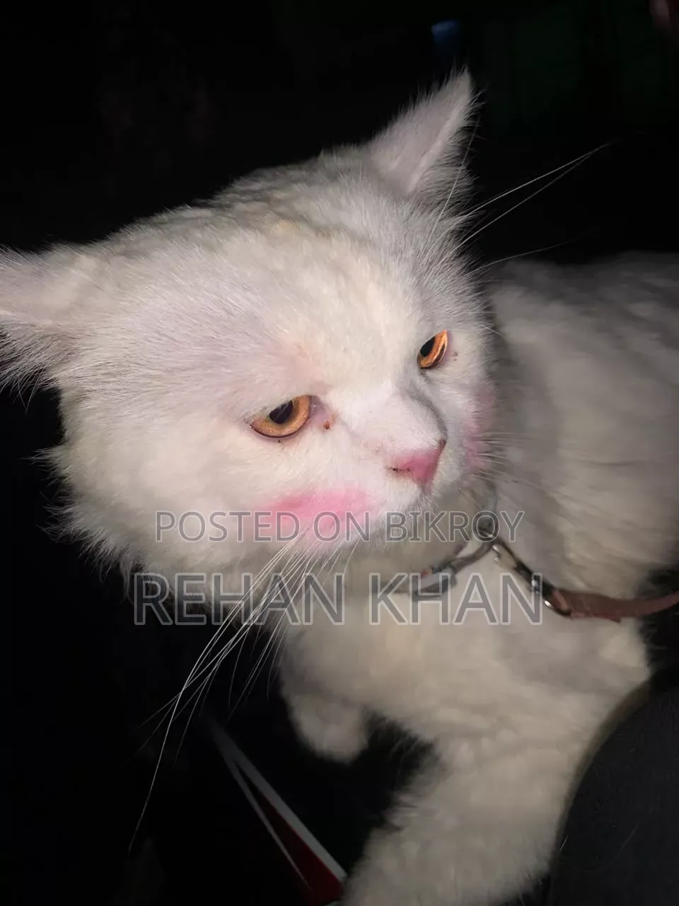 3-6 Months Male Purebred Persian