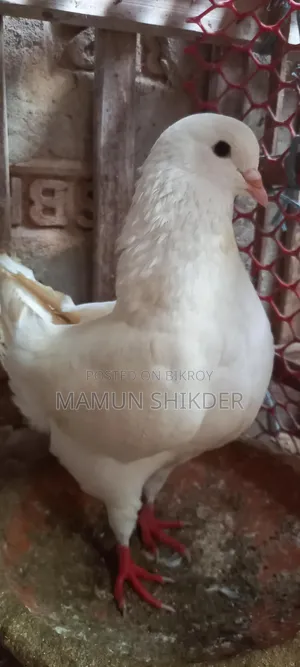 King Pigeon for sale