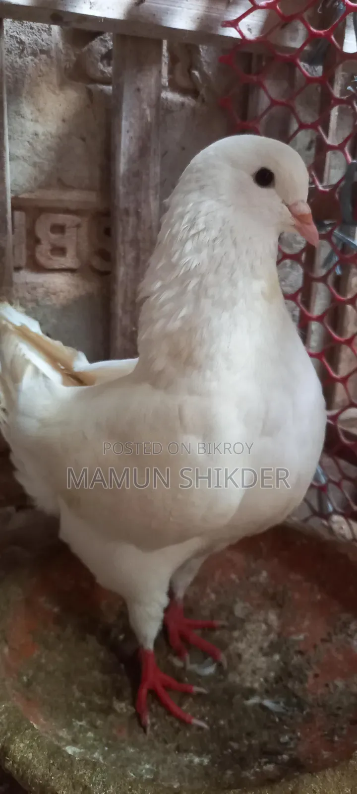 King Pigeon for sale