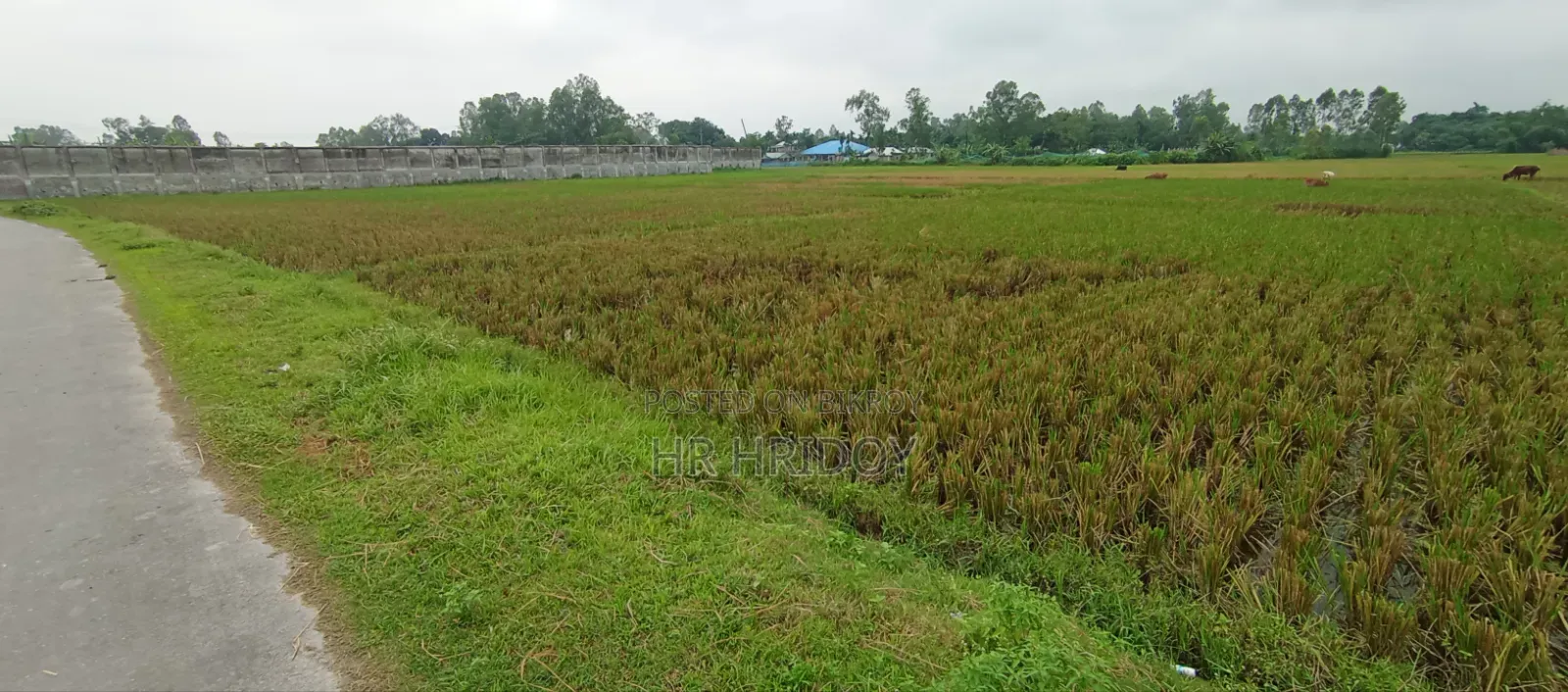 Land for sale