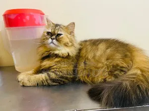 1+ Year Female Purebred Persian