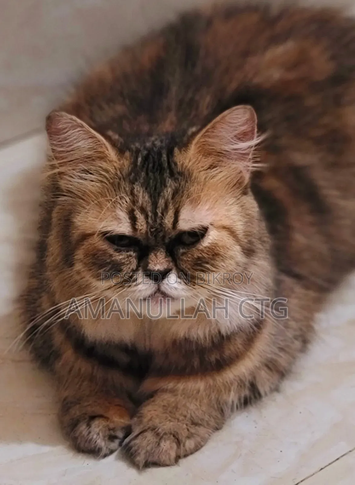 1+ Year Female Purebred Persian