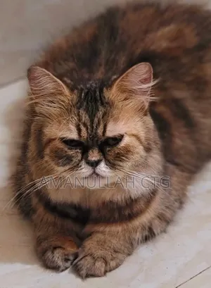 1+ Year Female Purebred Persian