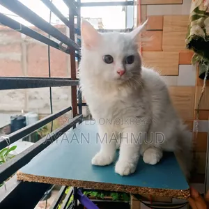 1-3 Months Male Mixed Breed Persian