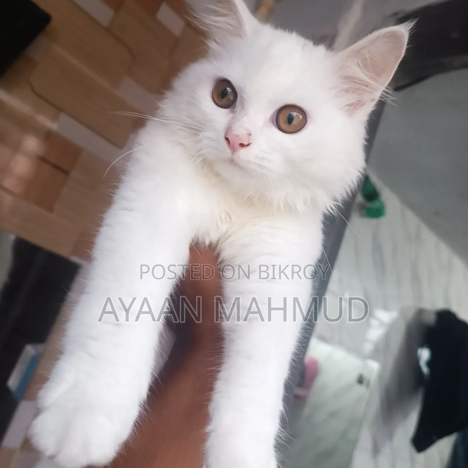 1-3 Months Male Mixed Breed Persian
