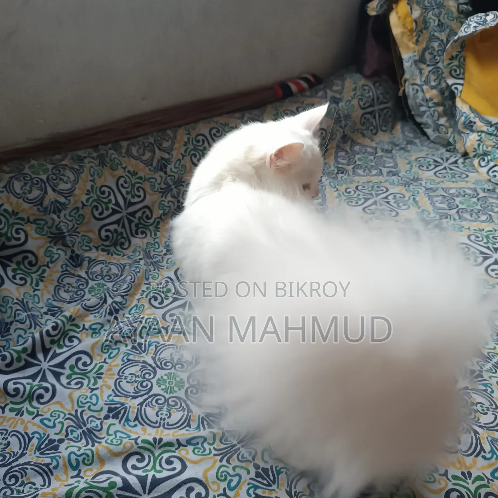 1-3 Months Male Mixed Breed Persian